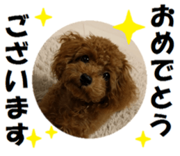 Toy Poodle Lion 2 sticker #13886581