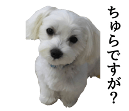 CHULA sticker #13892351