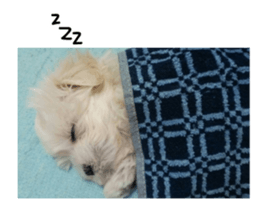 CHULA sticker #13892357