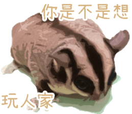 Sugar glider so cute sticker #13899631