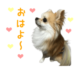 Real DOG Chihuahua -Moa- sticker #13900214
