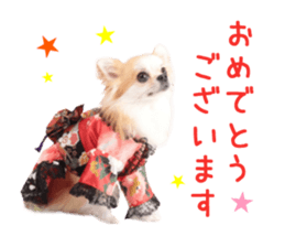 Real DOG Chihuahua -Moa- sticker #13900215