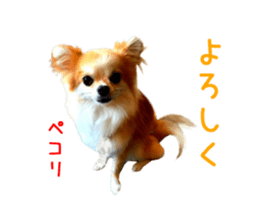 Real DOG Chihuahua -Moa- sticker #13900216