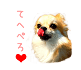 Real DOG Chihuahua -Moa- sticker #13900217
