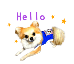 Real DOG Chihuahua -Moa- sticker #13900218