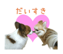 Real DOG Chihuahua -Moa- sticker #13900219