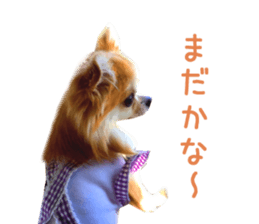Real DOG Chihuahua -Moa- sticker #13900220
