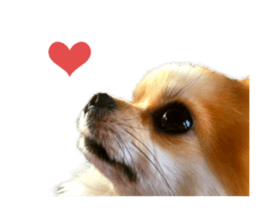 Real DOG Chihuahua -Moa- sticker #13900221