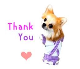 Real DOG Chihuahua -Moa- sticker #13900222