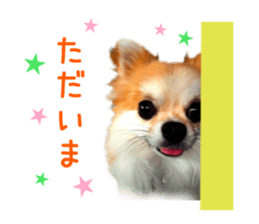 Real DOG Chihuahua -Moa- sticker #13900223