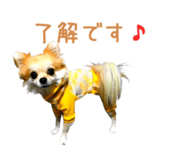 Real DOG Chihuahua -Moa- sticker #13900224