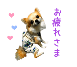 Real DOG Chihuahua -Moa- sticker #13900225