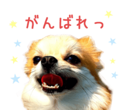 Real DOG Chihuahua -Moa- sticker #13900226
