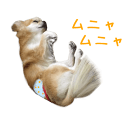 Real DOG Chihuahua -Moa- sticker #13900227