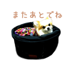 Real DOG Chihuahua -Moa- sticker #13900228