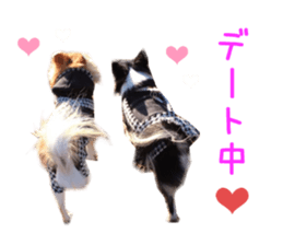 Real DOG Chihuahua -Moa- sticker #13900229
