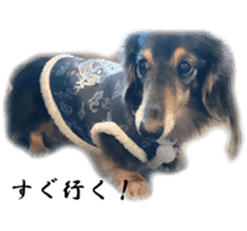 dachshund-maro3 sticker #13900230