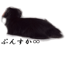 dachshund-maro3 sticker #13900231