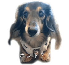 dachshund-maro3 sticker #13900232