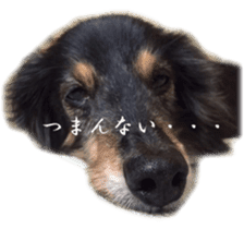 dachshund-maro3 sticker #13900233