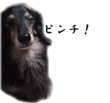 dachshund-maro3 sticker #13900234