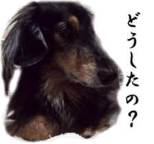 dachshund-maro3 sticker #13900235
