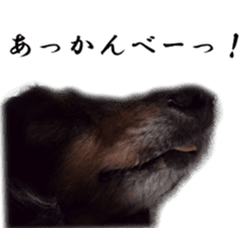 dachshund-maro3 sticker #13900236