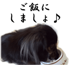 dachshund-maro3 sticker #13900237