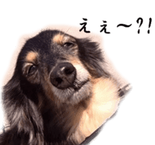 dachshund-maro3 sticker #13900238