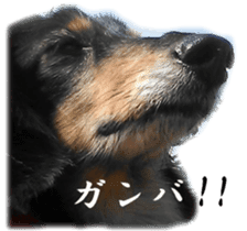 dachshund-maro3 sticker #13900239