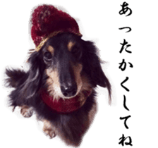 dachshund-maro3 sticker #13900240