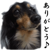 dachshund-maro3 sticker #13900241