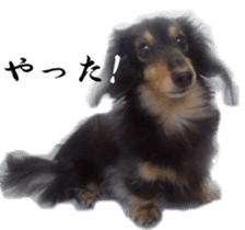 dachshund-maro3 sticker #13900242