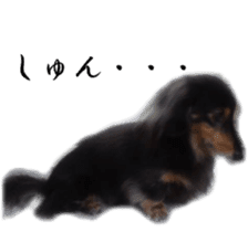 dachshund-maro3 sticker #13900243