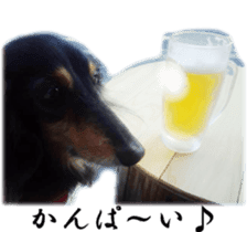 dachshund-maro3 sticker #13900244