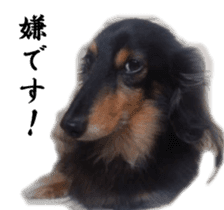 dachshund-maro3 sticker #13900245