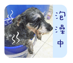 Miniature Schnauzer (old skin) sticker #13901855