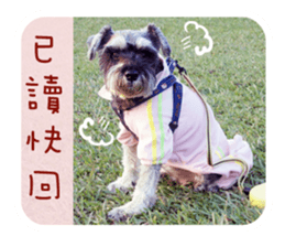 Miniature Schnauzer (old skin) sticker #13901858