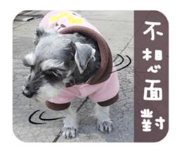 Miniature Schnauzer (old skin) sticker #13901859