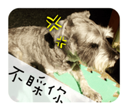 Miniature Schnauzer (old skin) sticker #13901860