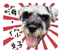Miniature Schnauzer (old skin) sticker #13901861