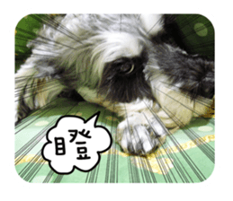 Miniature Schnauzer (old skin) sticker #13901862