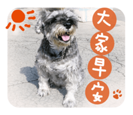 Miniature Schnauzer (old skin) sticker #13901864