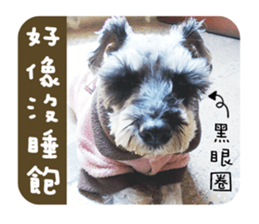 Miniature Schnauzer (old skin) sticker #13901865