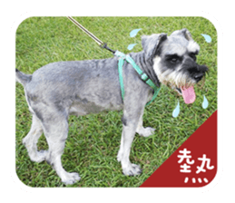Miniature Schnauzer (old skin) sticker #13901867