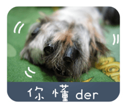 Miniature Schnauzer (old skin) sticker #13901868