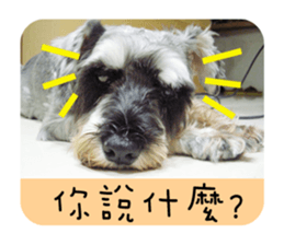 Miniature Schnauzer (old skin) sticker #13901869