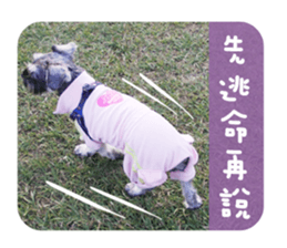 Miniature Schnauzer (old skin) sticker #13901870
