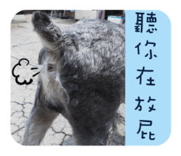 Miniature Schnauzer (old skin) sticker #13901871