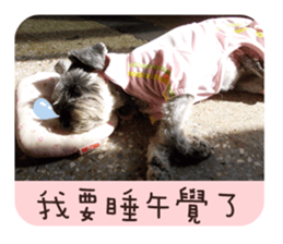 Miniature Schnauzer (old skin) sticker #13901872